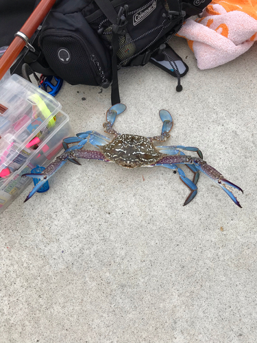 タイワンガザミの釣果