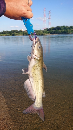 アメリカナマズの釣果