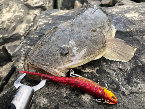 マゴチの釣果