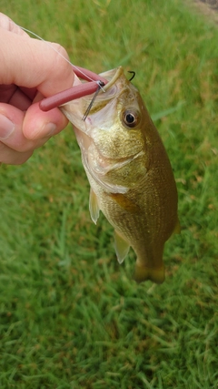 ラージマウスバスの釣果