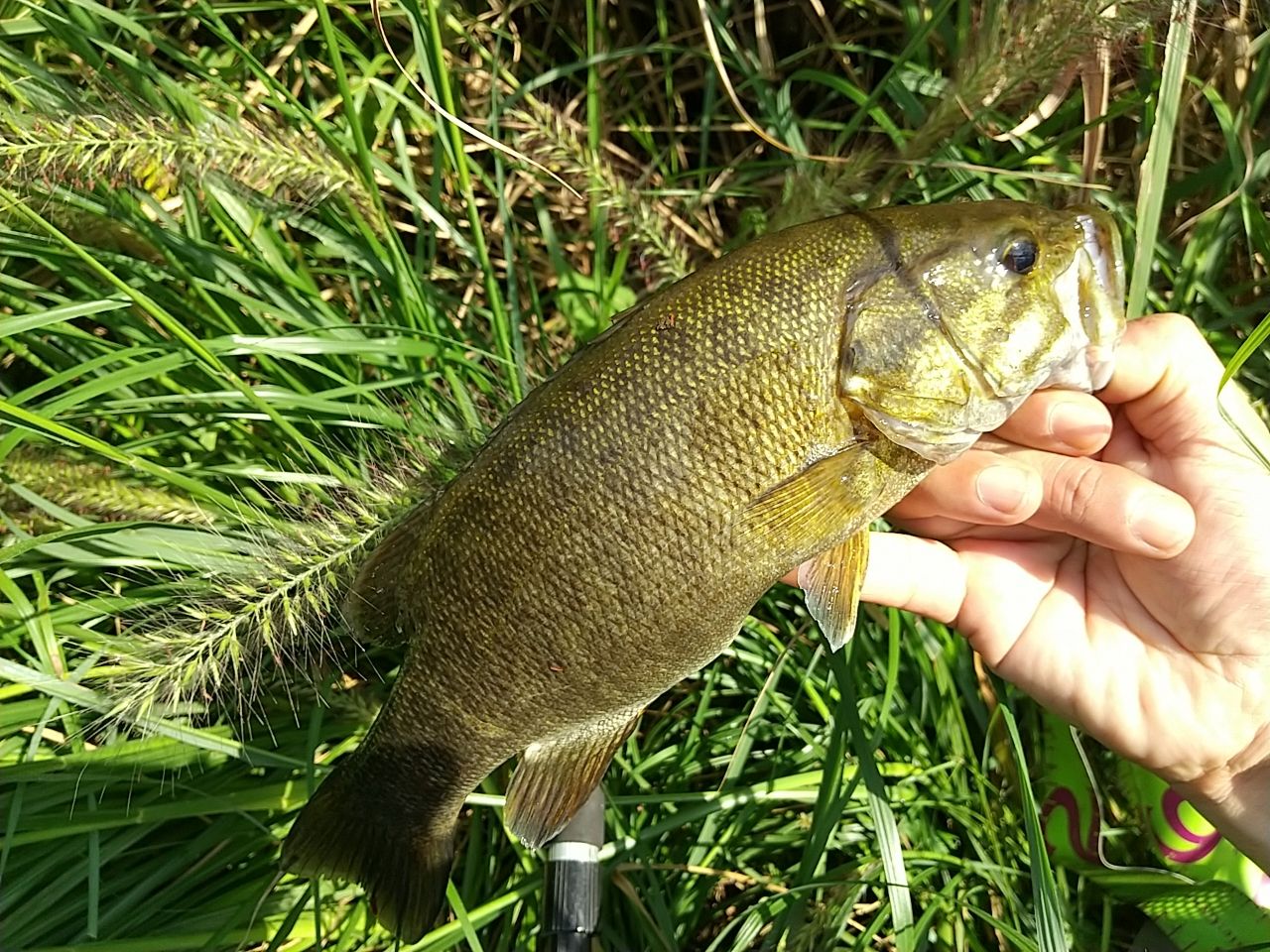 スモールマウスバス