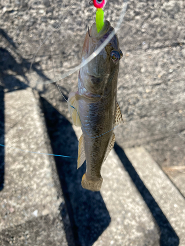 トラハゼの釣果