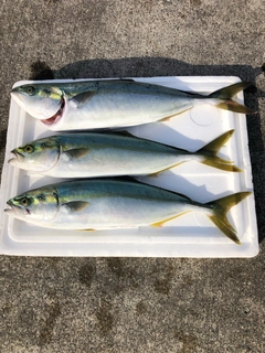 イナダの釣果