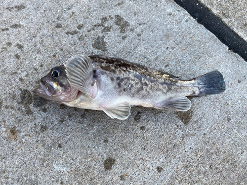 ソイの釣果