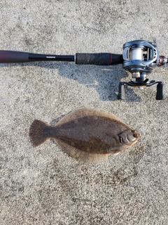 カレイの釣果