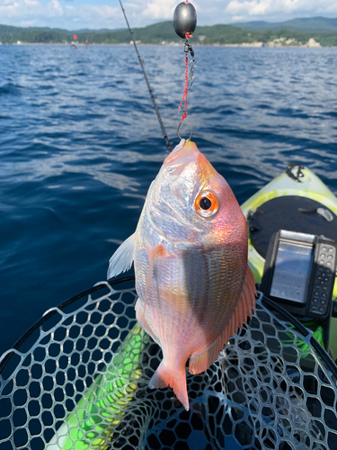 レンコダイの釣果