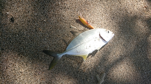 釣果