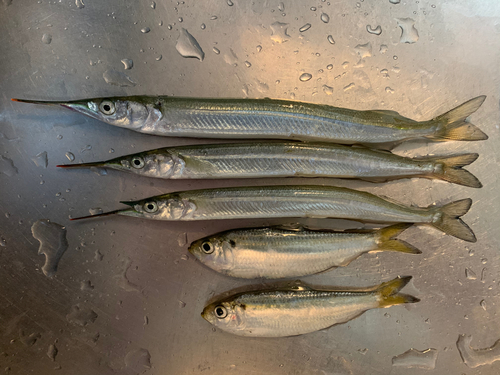 サヨリの釣果