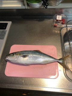 イナダの釣果