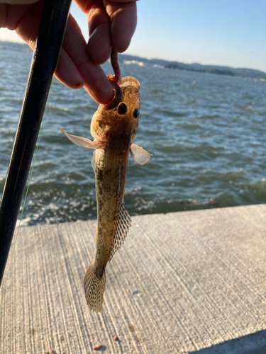 マハゼの釣果