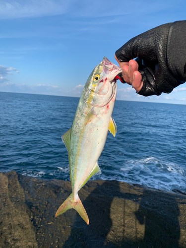 フクラギの釣果