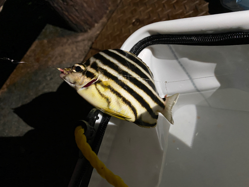 カゴカキダイの釣果