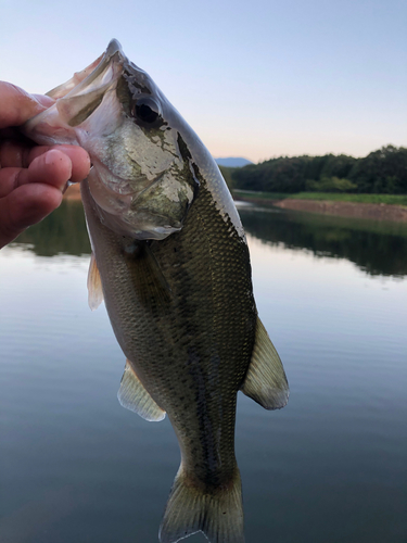 ラージマウスバスの釣果