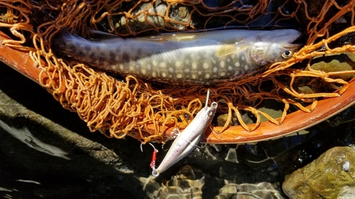 イワナの釣果