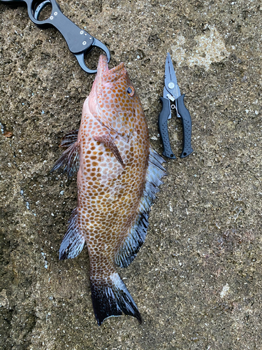 オオモンハタの釣果