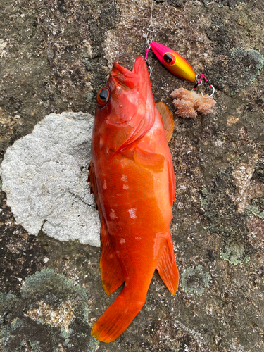 アカハタの釣果