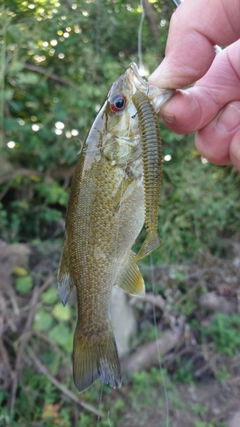 スモールマウスバスの釣果