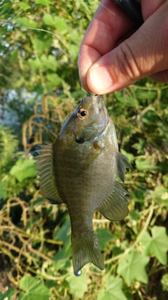 ブルーギルの釣果