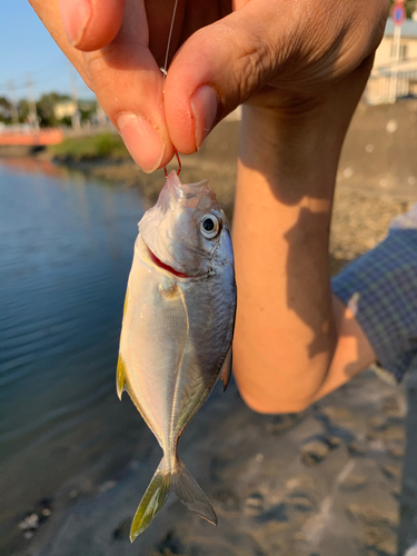 メッキの釣果