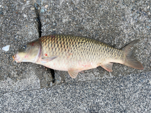 コイの釣果