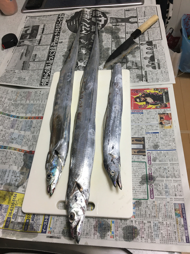 タチウオの釣果