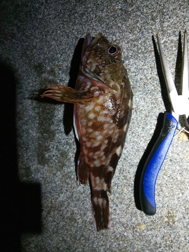 カサゴの釣果