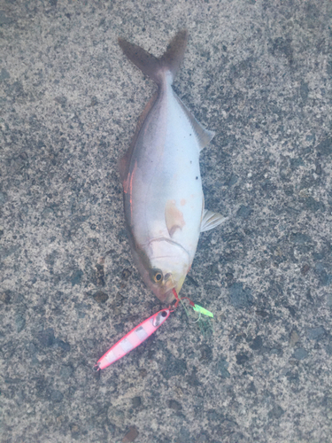 ショゴの釣果