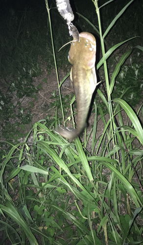 ナマズの釣果