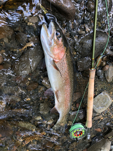 ニジマスの釣果