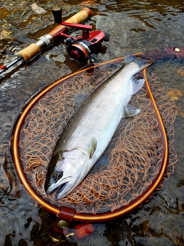 ヤマメの釣果