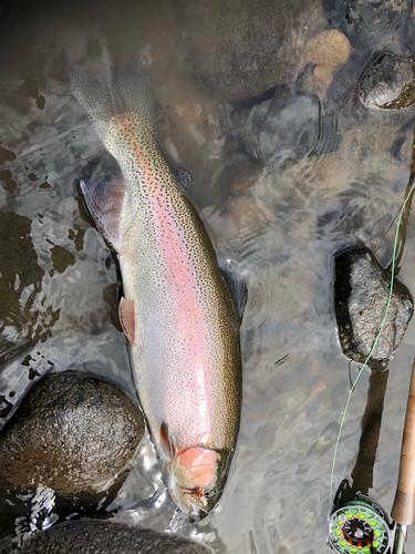 ニジマスの釣果