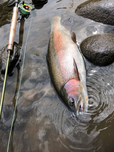 ニジマスの釣果