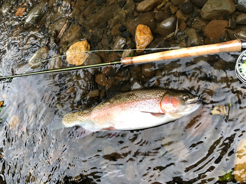 ニジマスの釣果