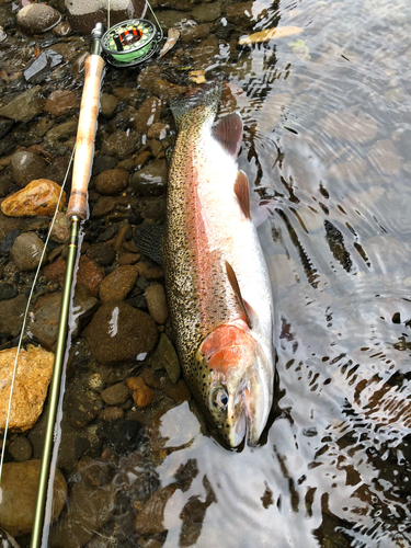 ニジマスの釣果