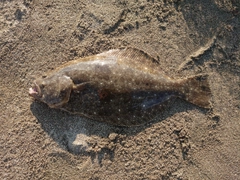 ヒラメの釣果