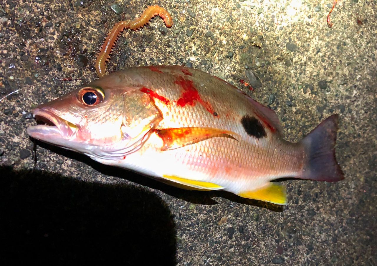 クロホシフエダイ