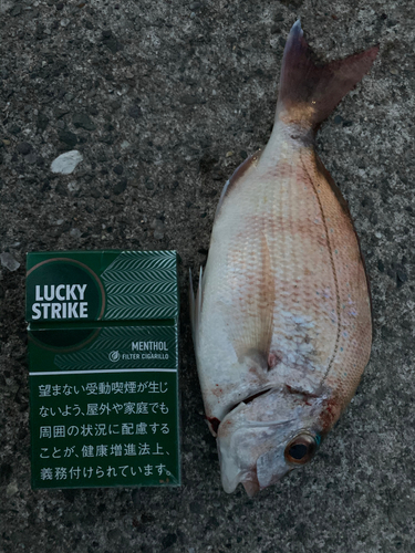 チダイの釣果