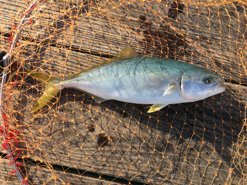 ツバスの釣果