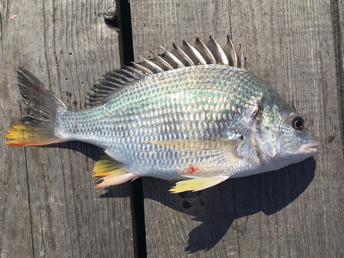 キチヌの釣果