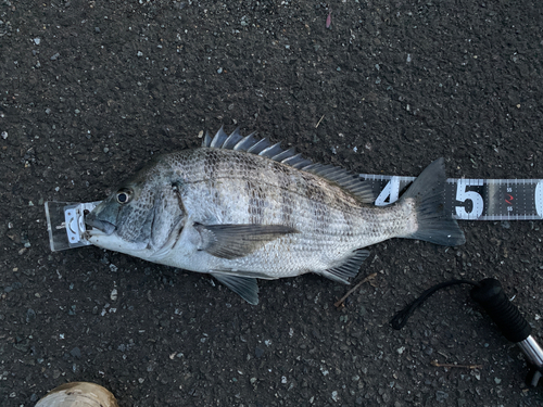 クロダイの釣果