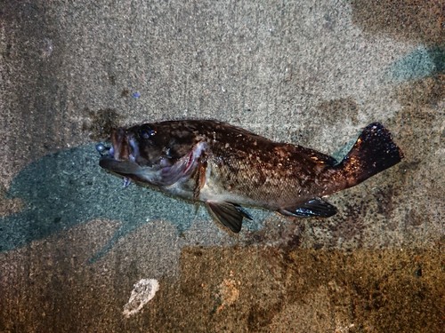 ソイの釣果