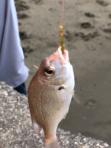 チャリコの釣果