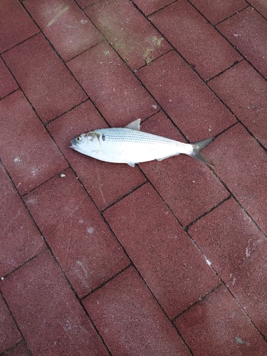 コノシロの釣果