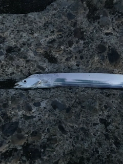 タチウオの釣果