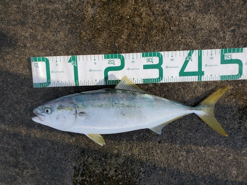 イナダの釣果