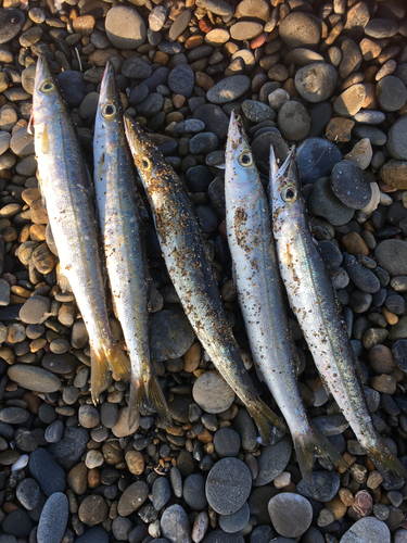 オニカマスの釣果