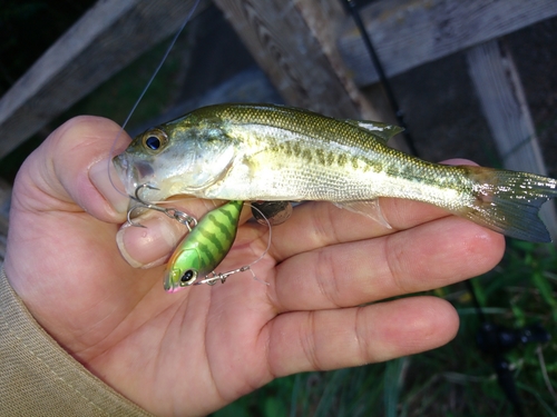 ブラックバスの釣果