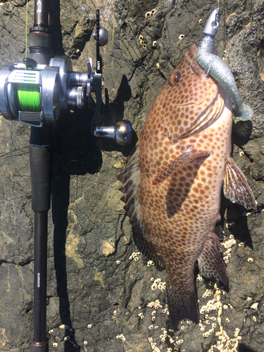 オオモンハタの釣果