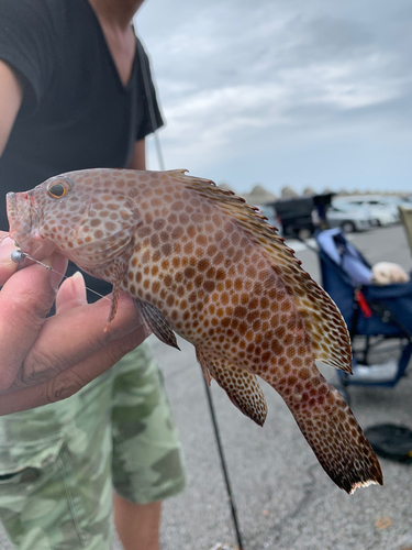 オオモンハタの釣果