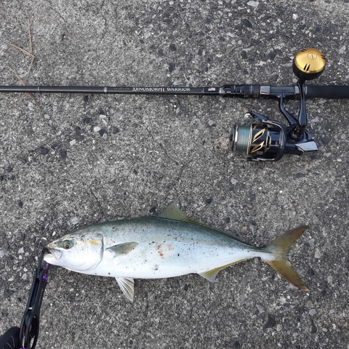 ブリの釣果